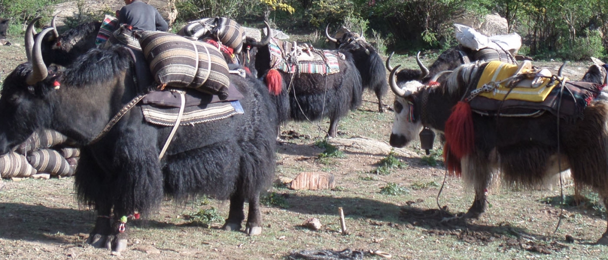 yaks
